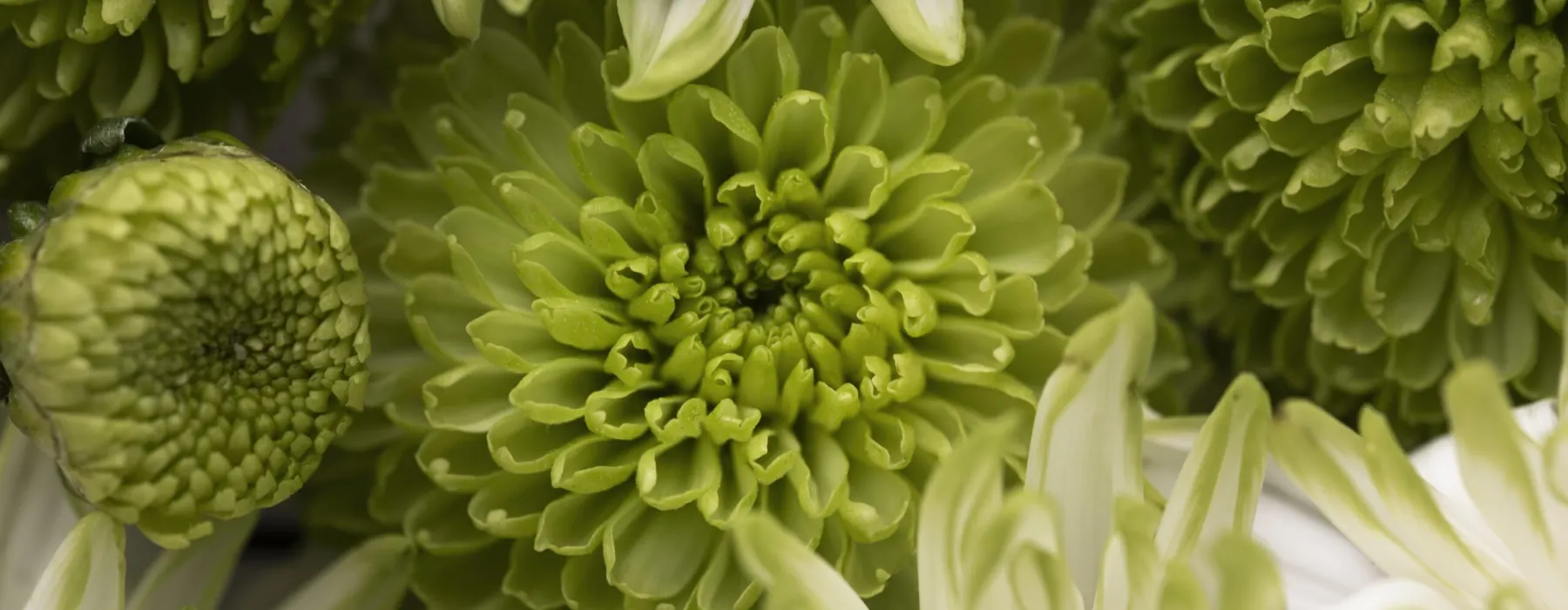 Nahaufnahme grüner und weißer Chrysanthemen
